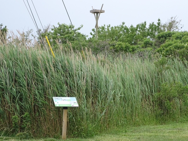A sign stands in front of tall grass